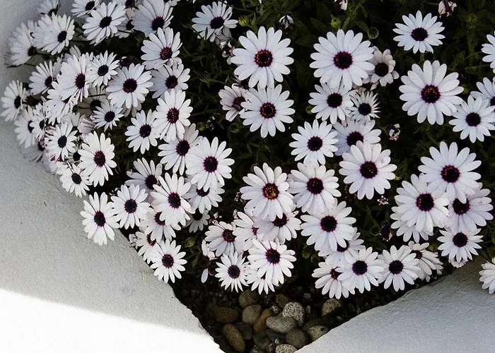 Centre Piscine Acces Ocean A Pied Дом отдыха