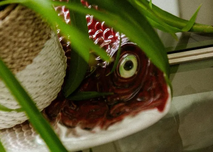 Feriehus Centre Piscine Acces Ocean A Pied